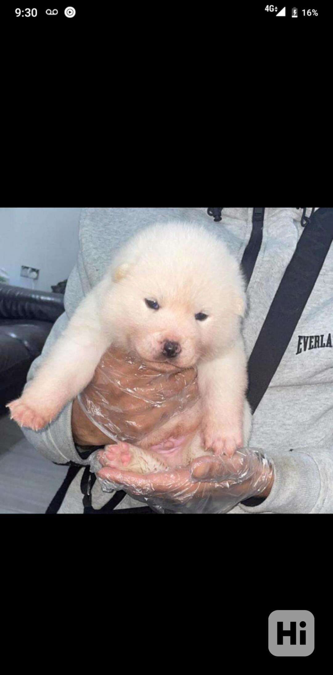 Štěňata japonské akity registrovaná v KC - foto 1