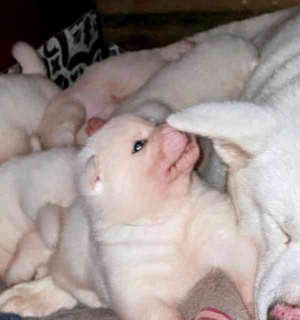 Štěňata japonské akity registrovaná v KC - foto 4