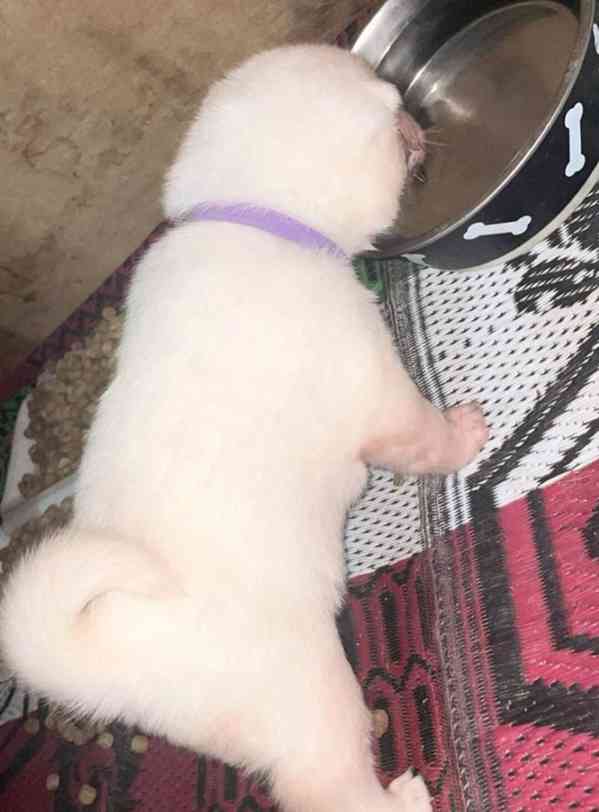 Štěňata japonské akity registrovaná v KC - foto 3