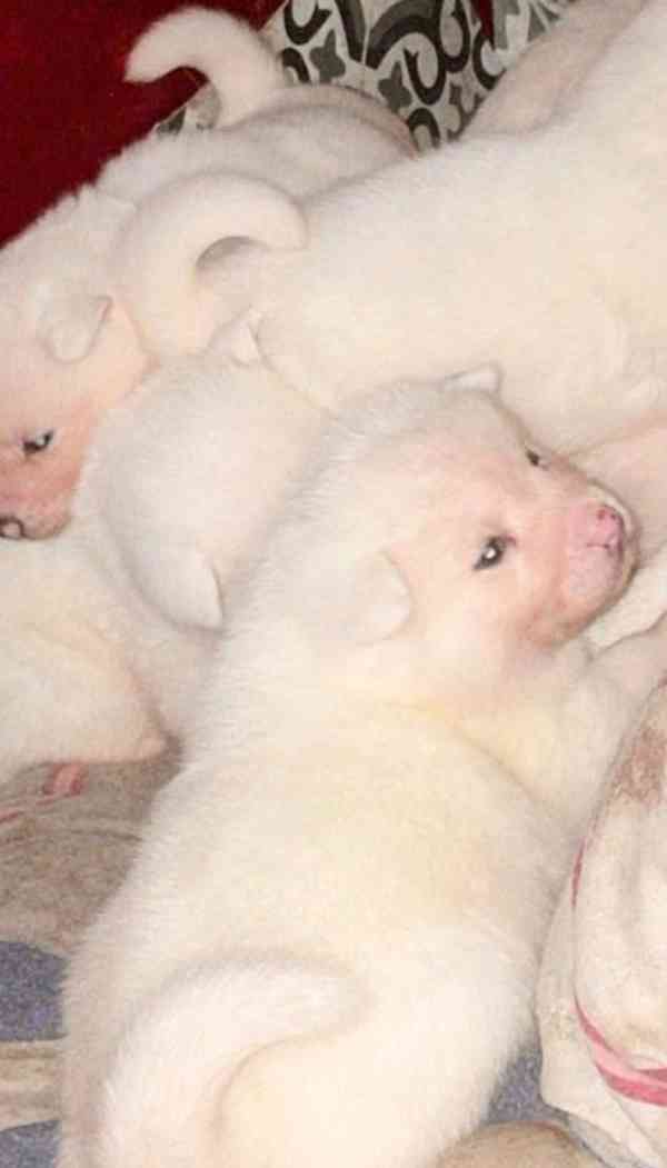 Štěňata japonské akity registrovaná v KC - foto 2