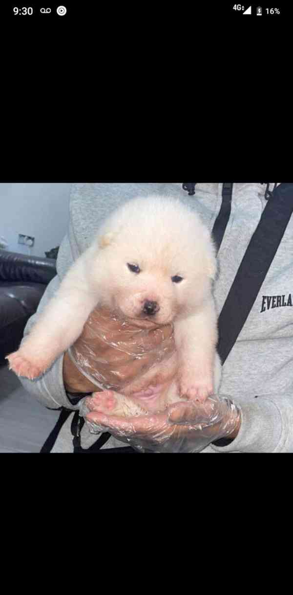 Štěňata japonské akity registrovaná v KC - foto 1