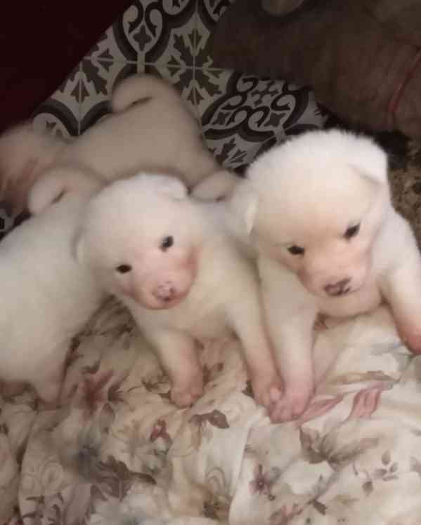 Štěňata japonské akity registrovaná v KC - foto 6