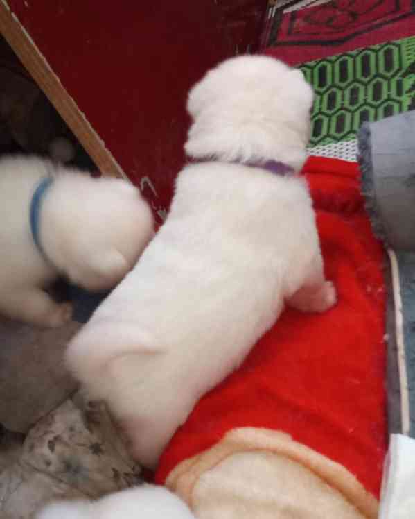 Štěňata japonské akity registrovaná v KC - foto 5