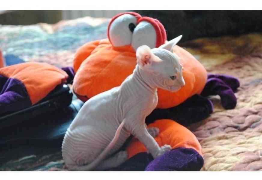 Koťata Sphynx s pp - foto 1