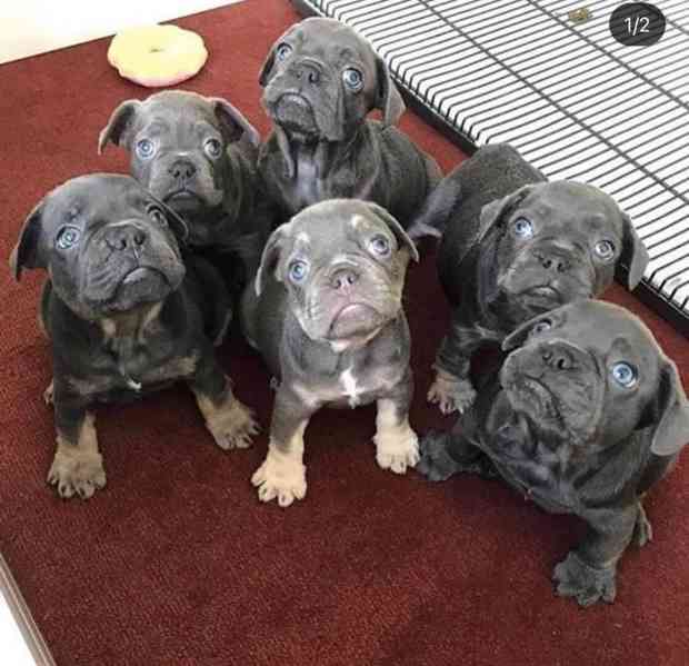 Štěňata francouzského buldočka pro Aa - foto 1
