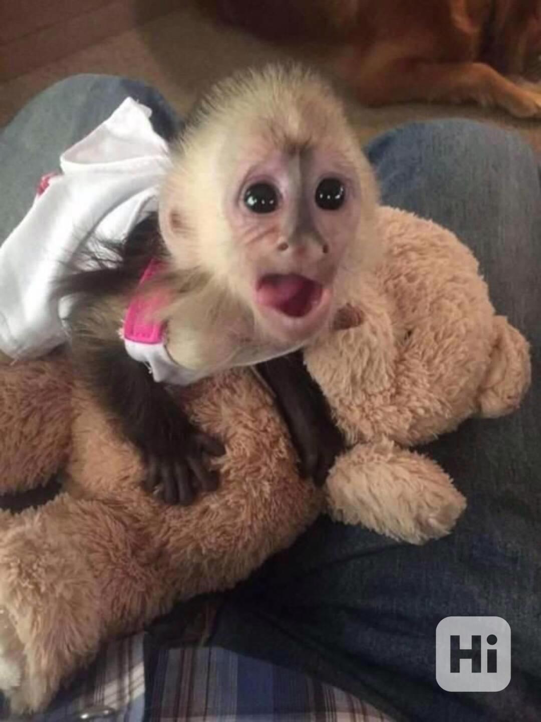 Zdarma Dítě kapucínské opice k adopci nyní zdarma   - foto 1