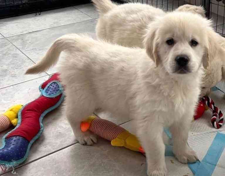 Roztomilá štěňátka zlatého retrívra potřebují nový domov - foto 2