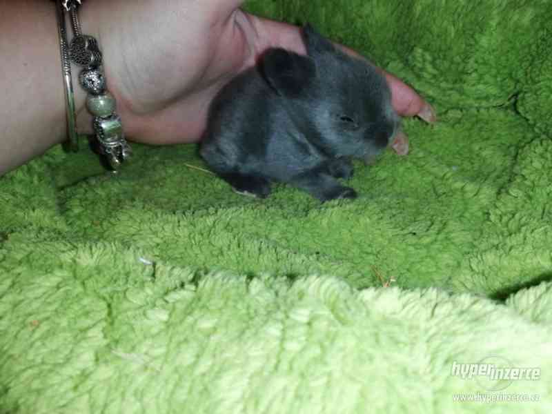 Teddy králíček s rodokmenem - foto 1