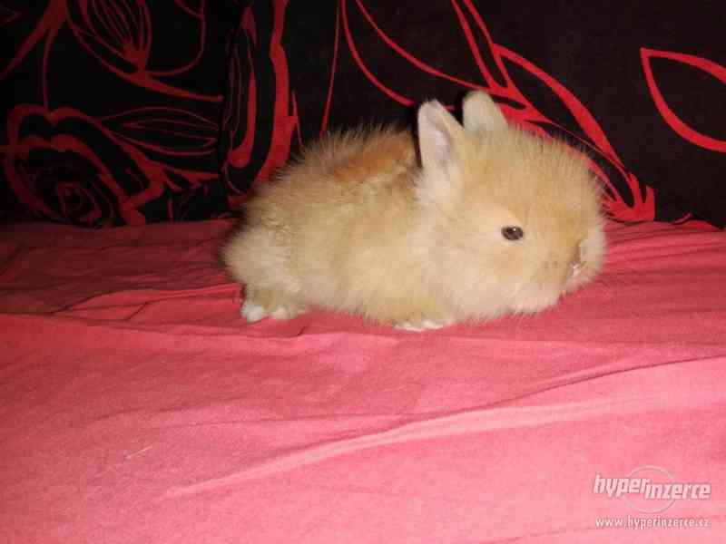 Teddy králíček s rodokmenem - foto 2