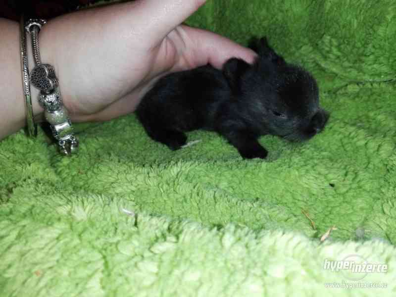 Teddy králíček s rodokmenem - foto 3