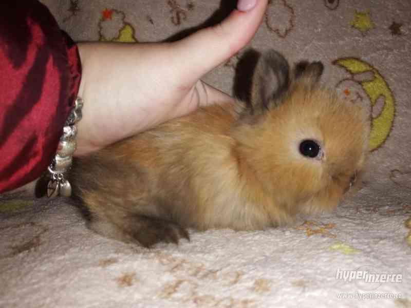 Teddy králíček s rodokmenem - foto 4