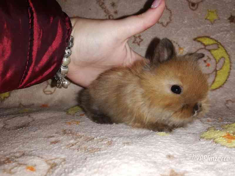 Teddy králíček s rodokmenem - foto 5