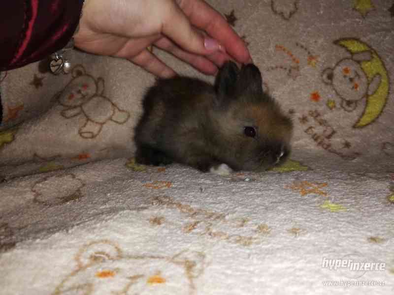 Teddy králíček s rodokmenem - foto 6