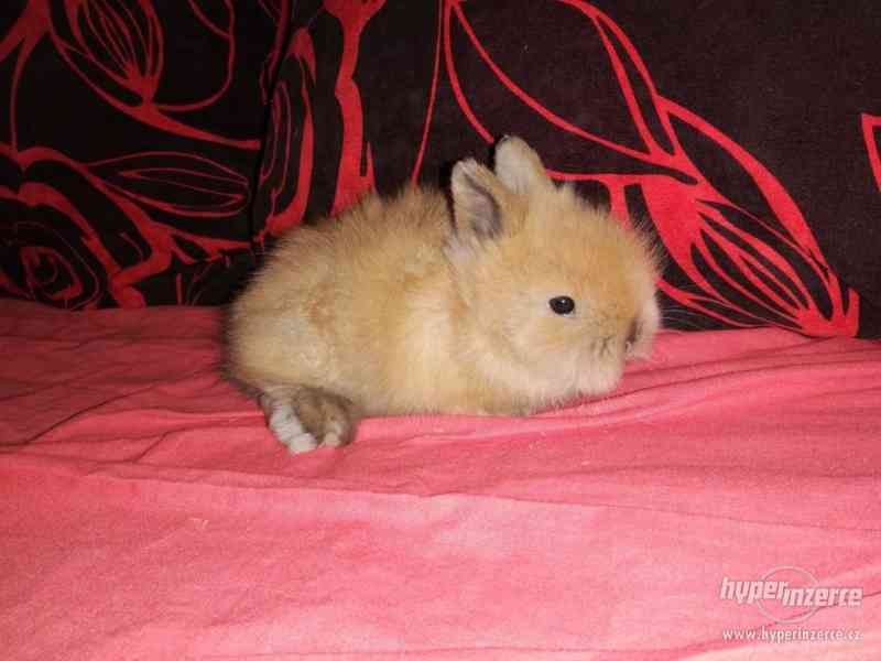 Teddy králíček s rodokmenem - foto 7