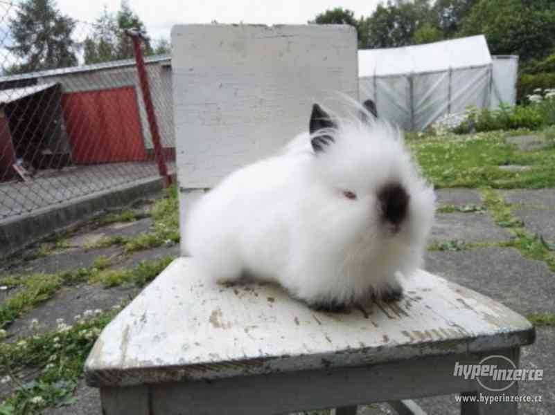 Teddy králíček s rodokmenem - foto 8