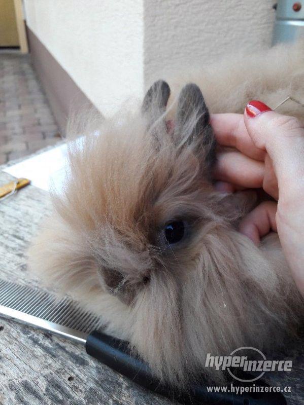 Teddy králíček s rodokmenem - foto 9