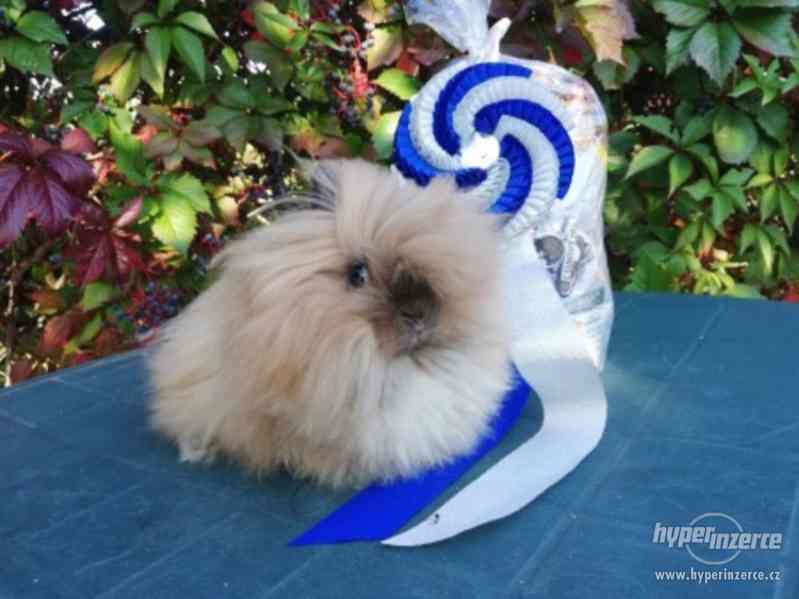 Teddy králíček s rodokmenem - foto 10