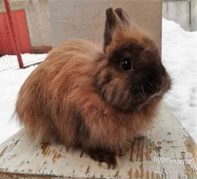 Teddy králíček s rodokmenem - foto 11