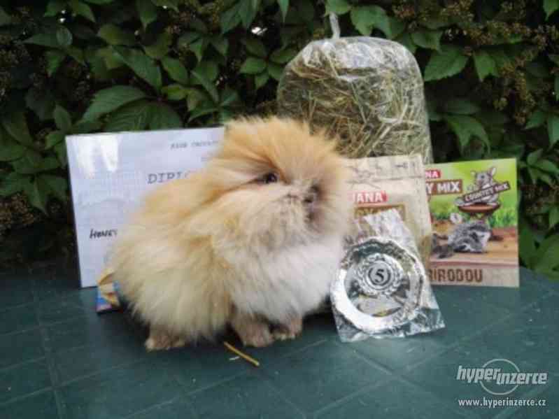 Teddy králíček s rodokmenem - foto 12