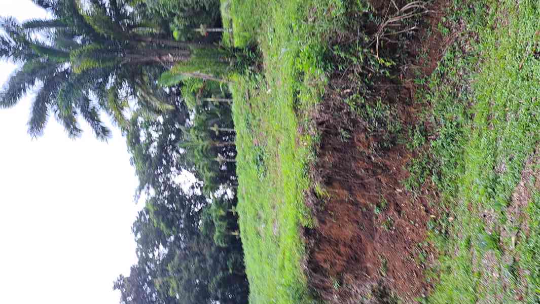 Prodej domu s pozemky Kostarika - foto 12