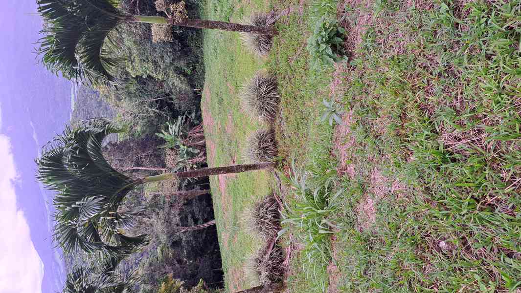 Prodej domu s pozemky Kostarika - foto 8