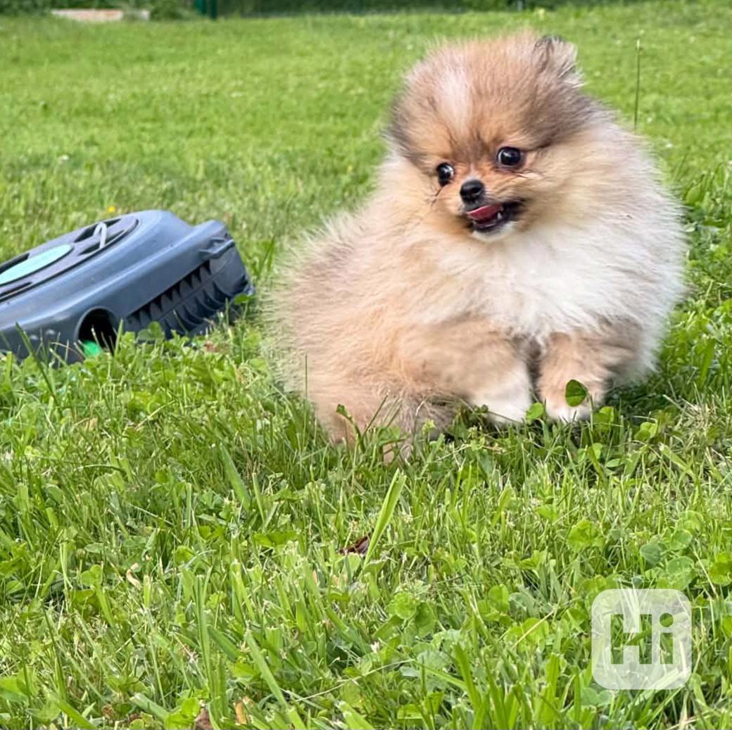 Pomeranian klouček mini - foto 1
