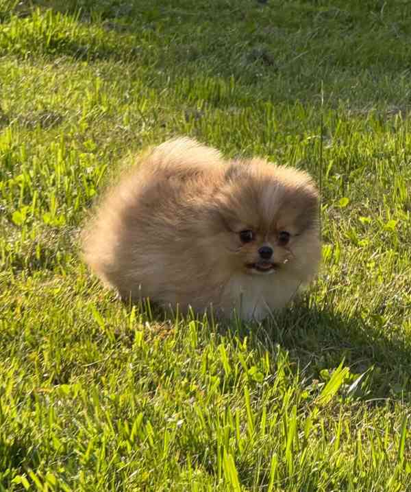 Pomeranian klouček mini - foto 4