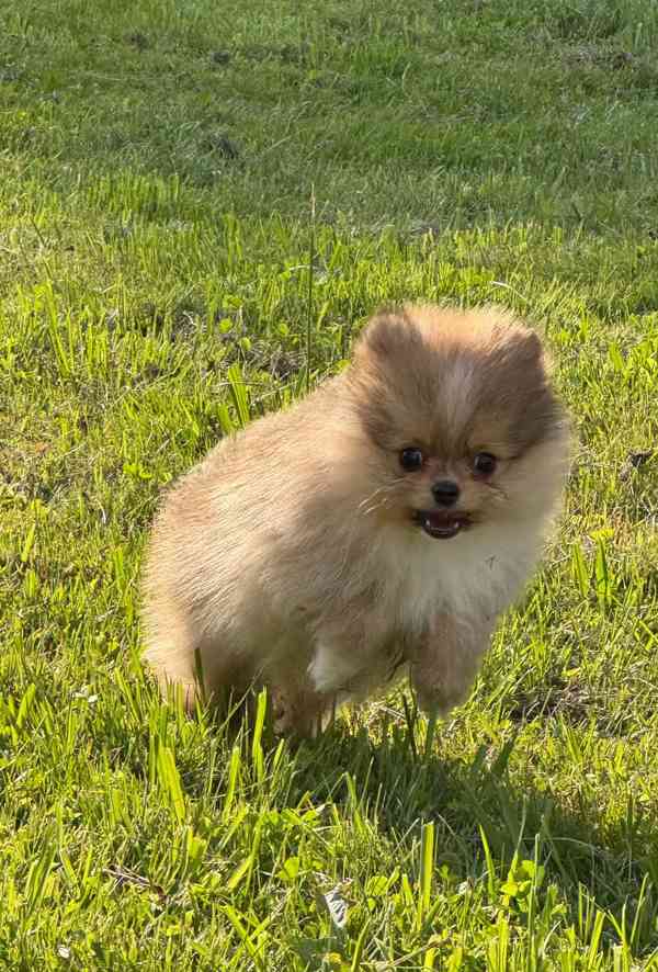 Pomeranian klouček mini - foto 3