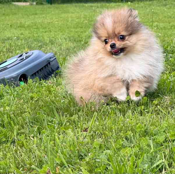 Pomeranian klouček mini - foto 1