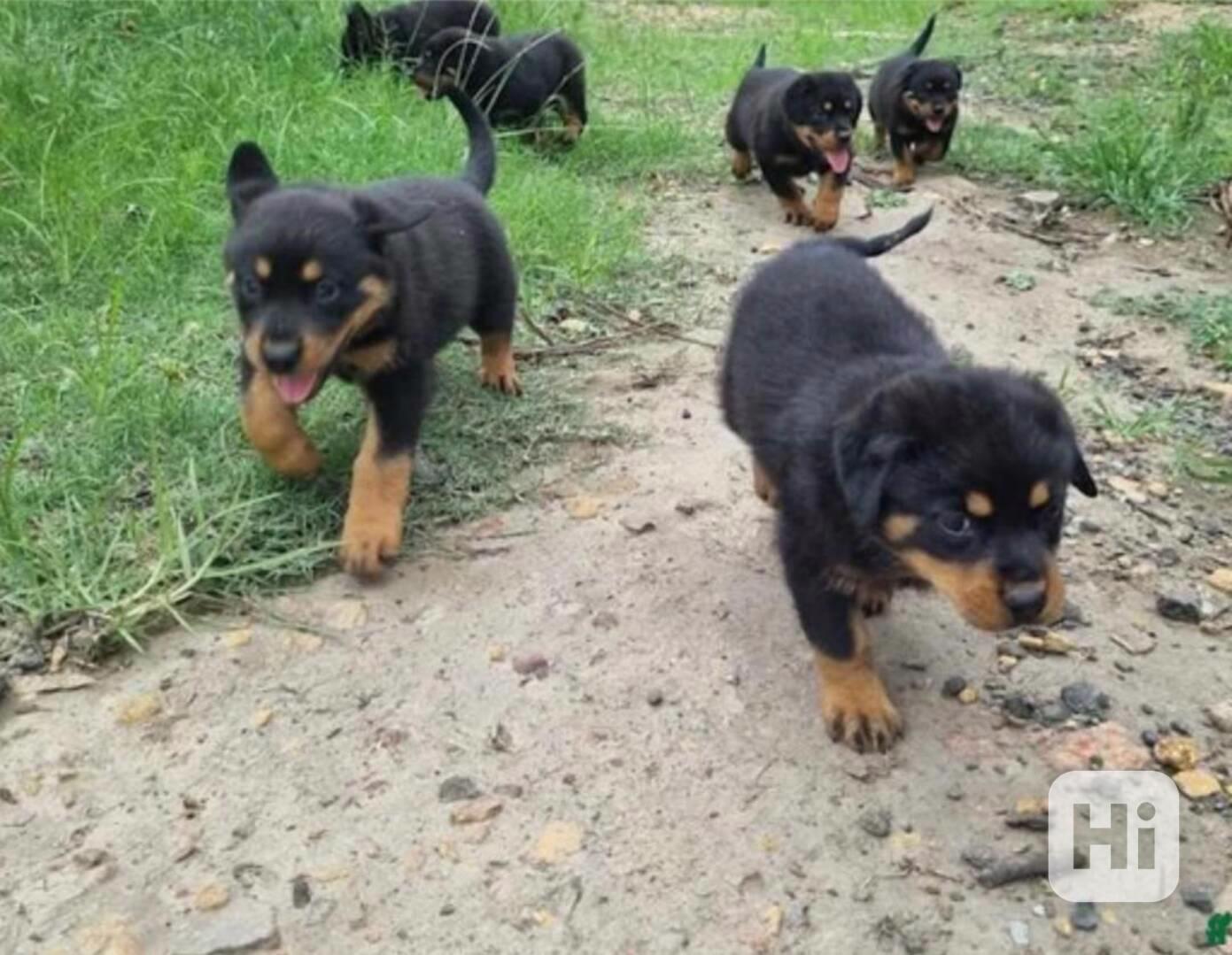 petNáš roztomilý zdravý vrh štěňat Rottweilera - foto 1