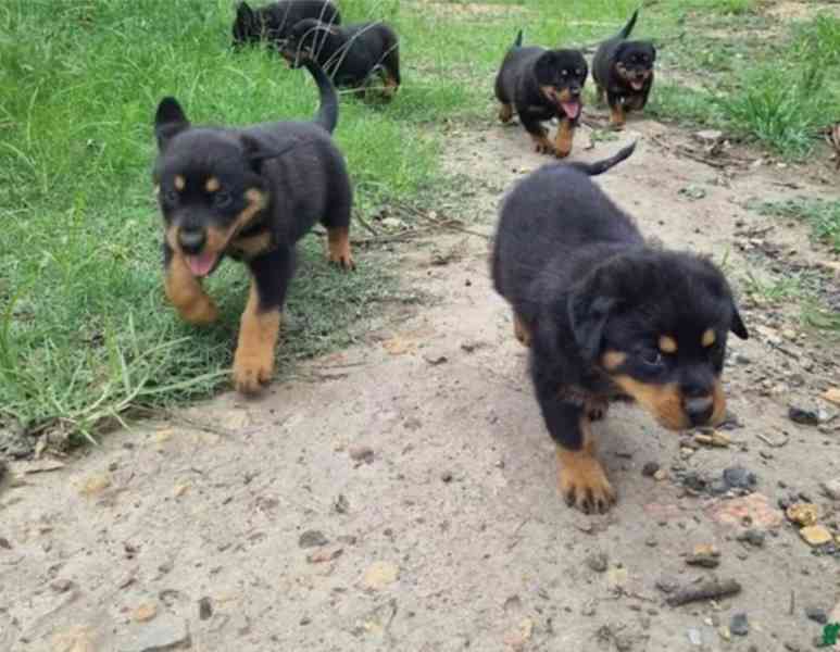petNáš roztomilý zdravý vrh štěňat Rottweilera - foto 1