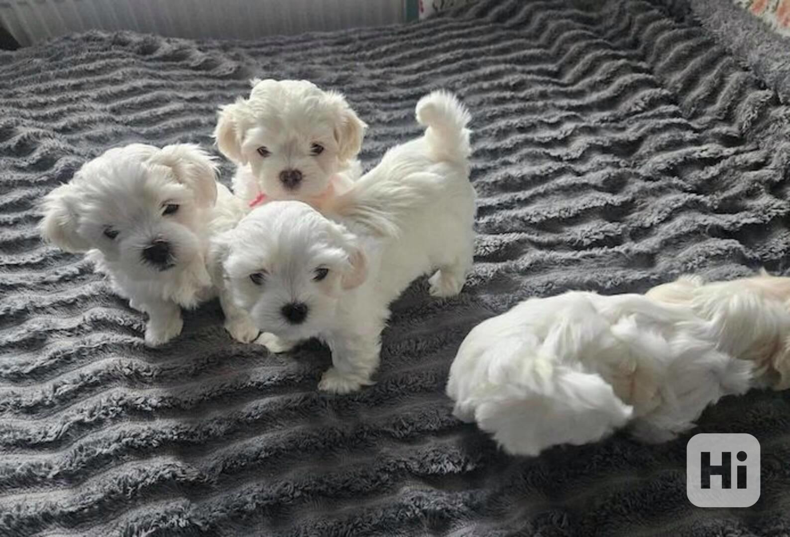 štěňátka maltézáka a fenky k adopci zdarma - foto 1