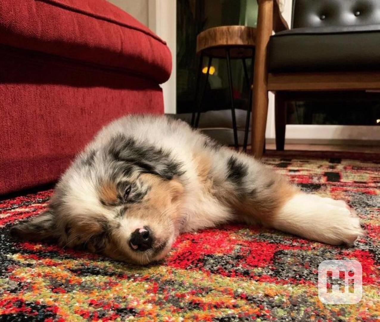 German shepherd - foto 1