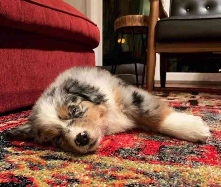 German shepherd - foto 1