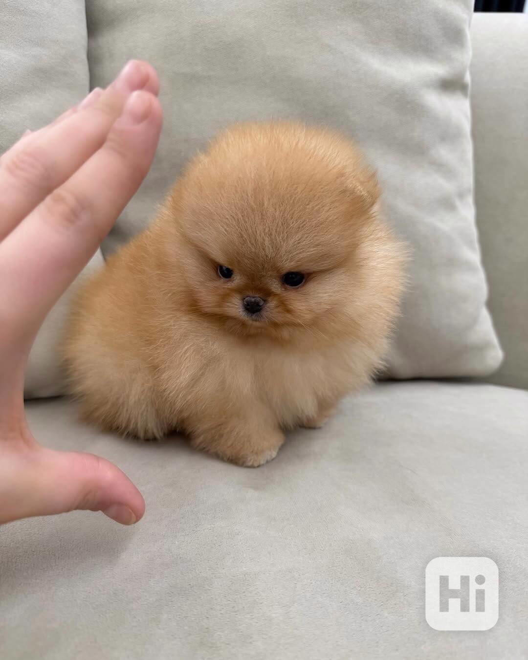 Light brown Pomeranian  - foto 1