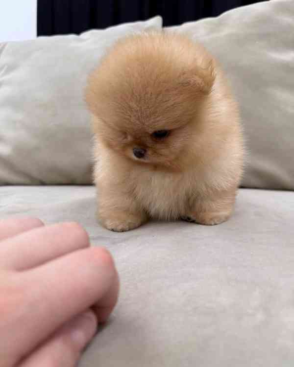 Light brown Pomeranian  - foto 4