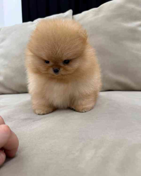 Light brown Pomeranian  - foto 2