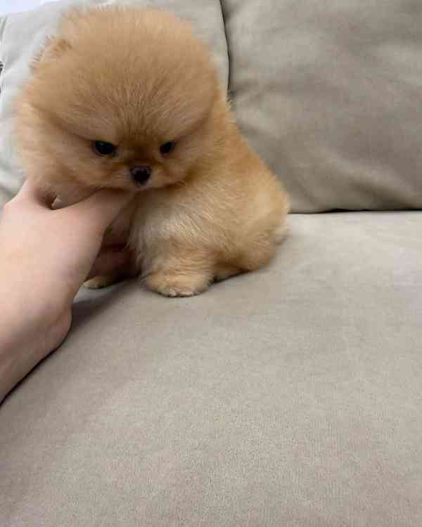 Light brown Pomeranian  - foto 3