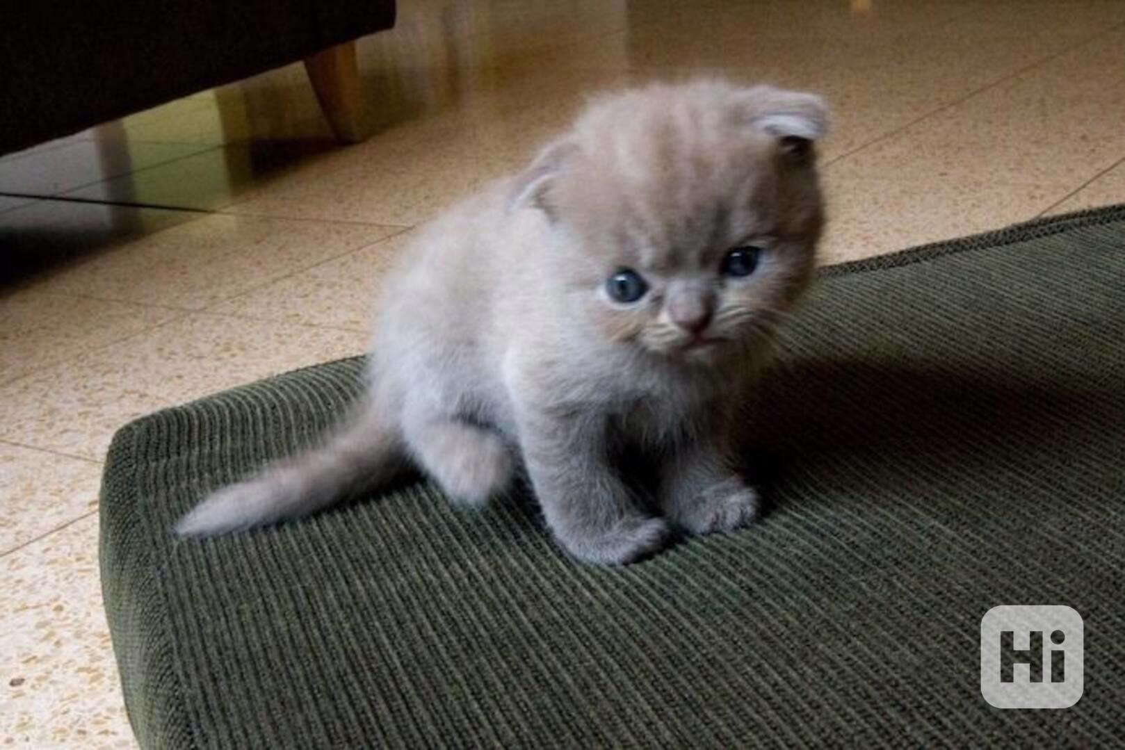 Britská krátkosrstá koťata - foto 1