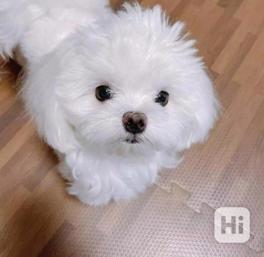 Štěňata Shih Tzu, samci a samice, k dispozici - foto 1