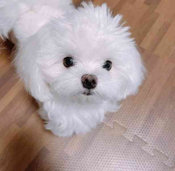 Štěňata Shih Tzu, samci a samice, k dispozici - foto 1