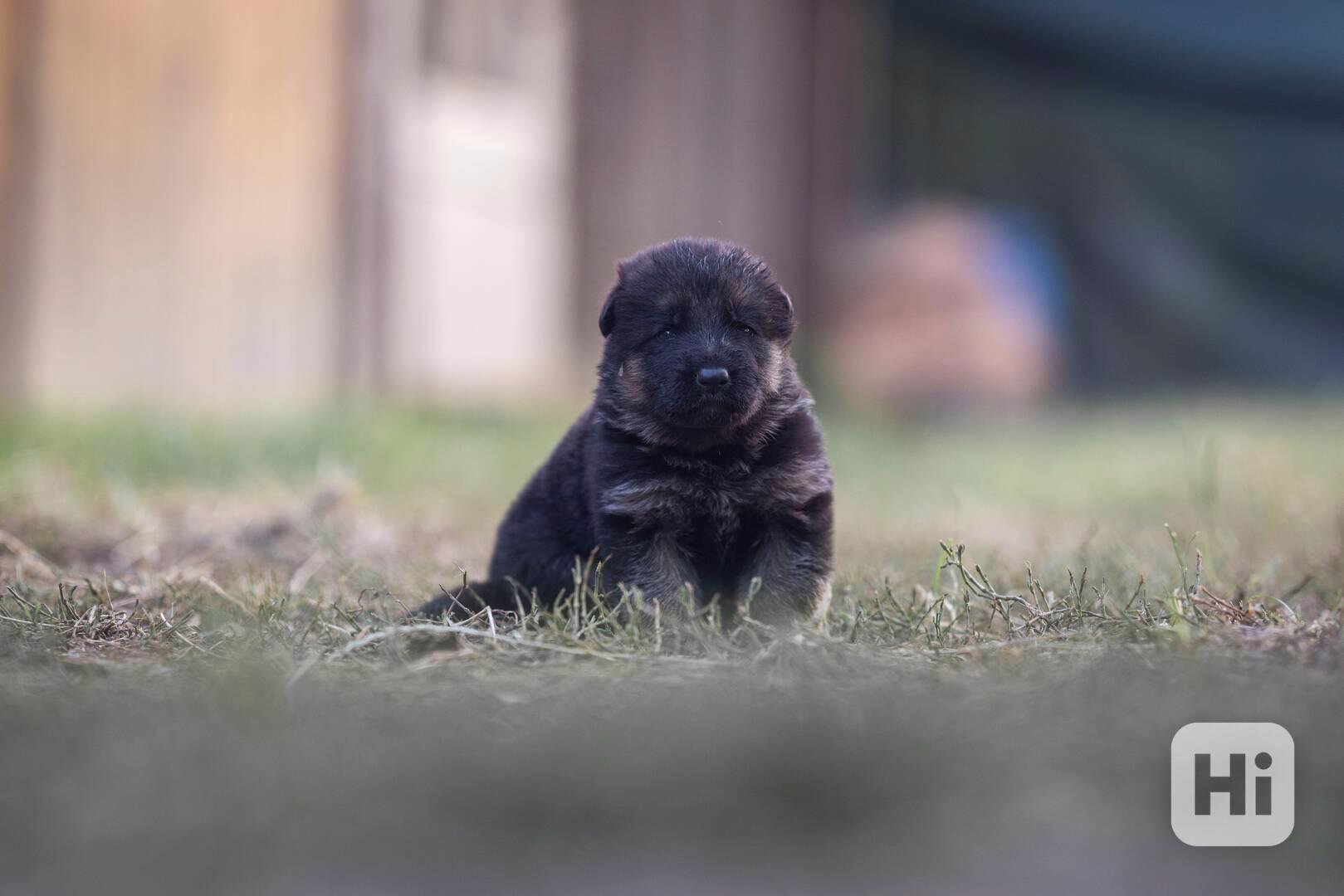 Německý ovčák s PP štěňátka - foto 1