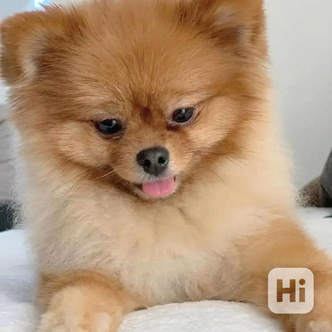 Prodáváme pomeraniana - foto 1