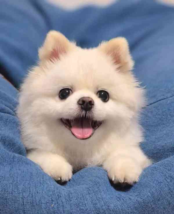 Prodáváme pomeraniana - foto 4