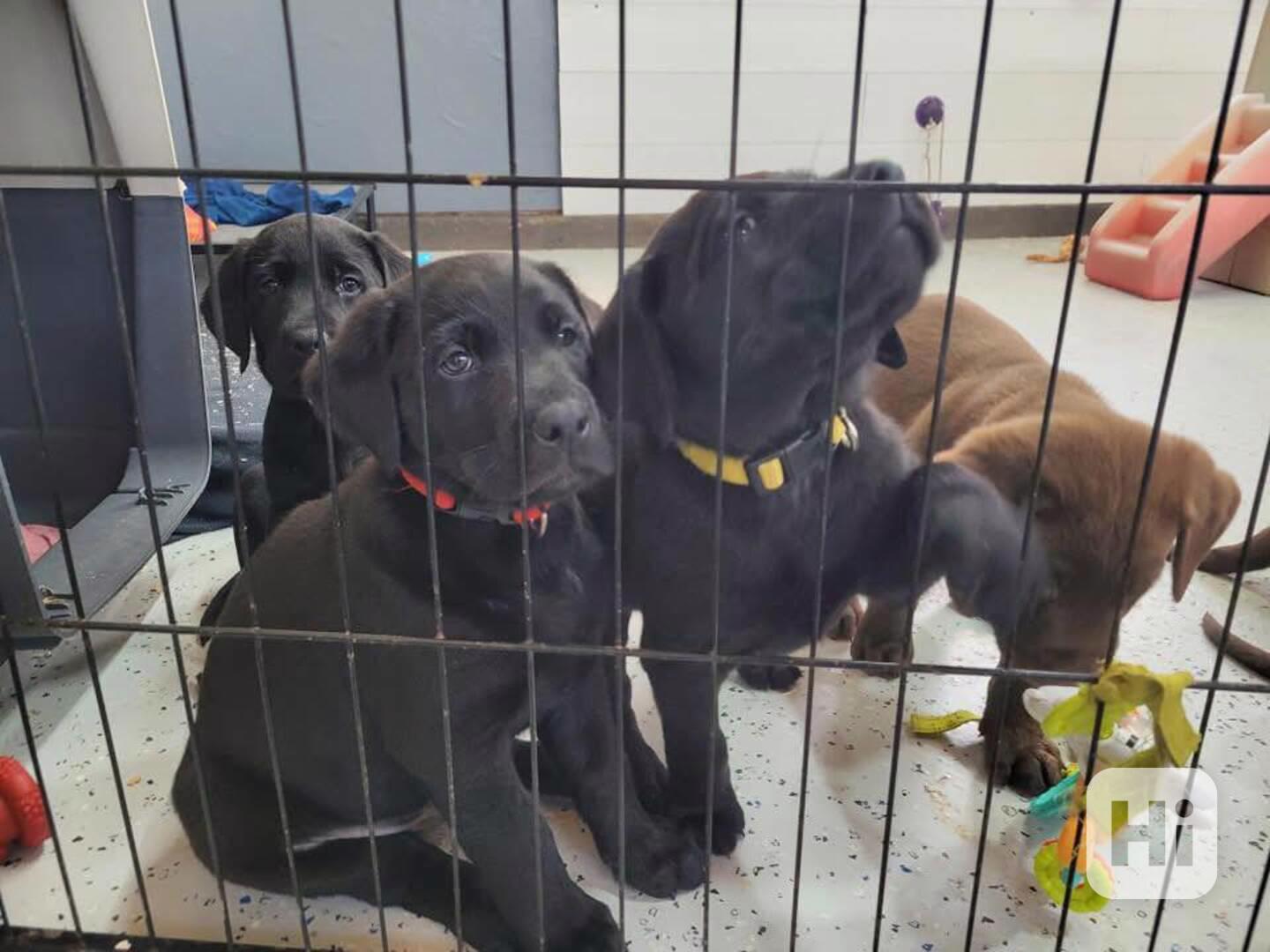 Seznamte se s labradorskými retrívry – laskavými, loajálními - foto 1