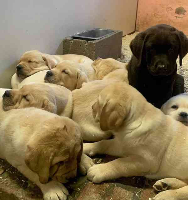 Seznamte se s labradorskými retrívry – laskavými, loajálními - foto 3
