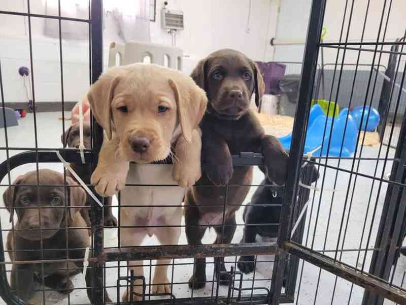 Seznamte se s labradorskými retrívry – laskavými, loajálními - foto 2