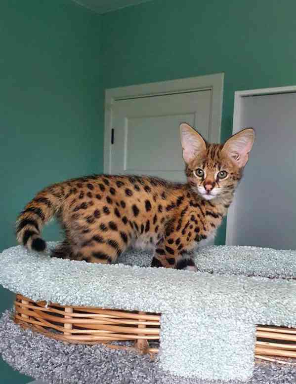 savanové kotě, karakal, k dispozici serval - foto 3