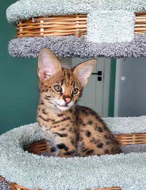 savanové kotě, karakal, k dispozici serval - foto 4