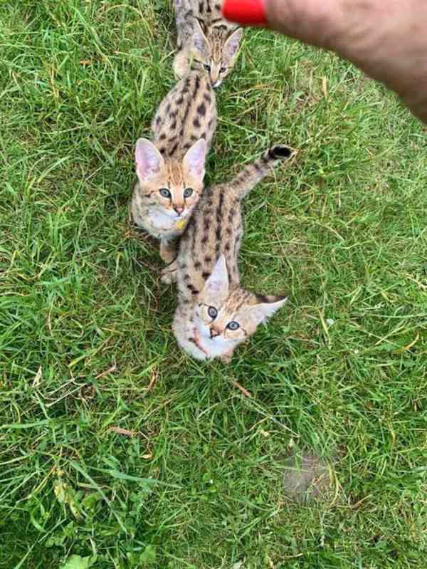 savanové kotě, karakal, k dispozici serval - foto 6
